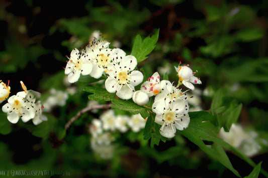 European Hawthorn Oneseed Singleseed Hawthorn (Crataegus monogyna)