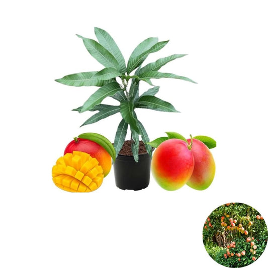 Kent Mango Tree (Red–Yellow) – Mangifera indica Live Plant | 12–16 Inches Tall | 1 Gallon Pot  Sweet Fiberless Fruit | Tropical Favorite | Container Friendly