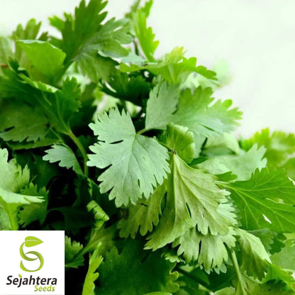 Cilantro Coriander Seeds 100+ | Heirloom Herb Mexican Spice NON-GMO USA