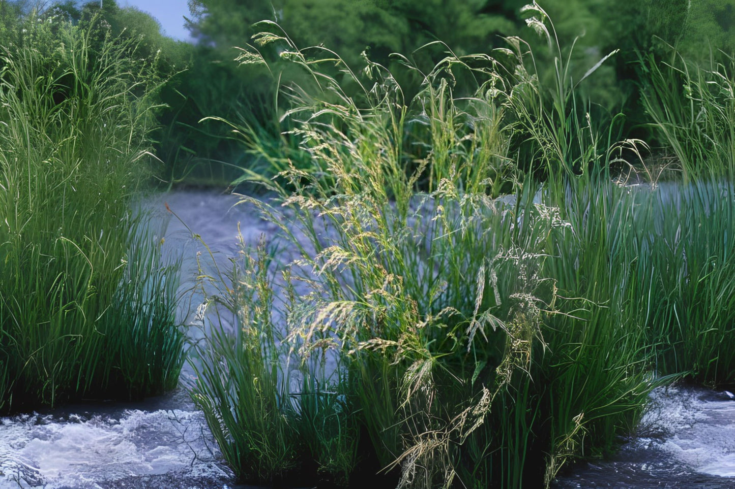 Perennial Ryegrass Tetra Perennial Ryegrass (Lolium perenne 'Tetra Sweet')