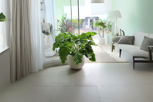 Philodendron Wilsonii Plant in 3 Gallon Pot - Climbing Philodendron with Elephant Ear Foliage - Philodendron sp.
