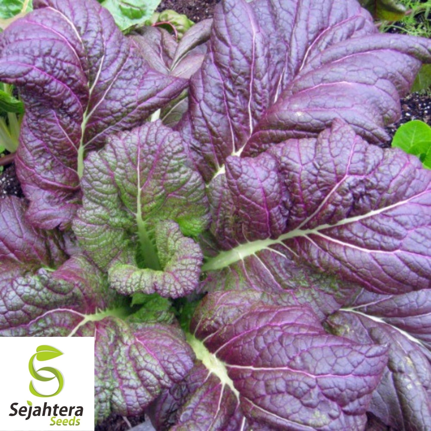Osaka Purple Mustard Seeds 300+ | Asian Cuisine Heirloom NON-GMO USA