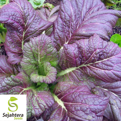 Osaka Purple Mustard Seeds 300+ | Asian Cuisine Heirloom NON-GMO USA
