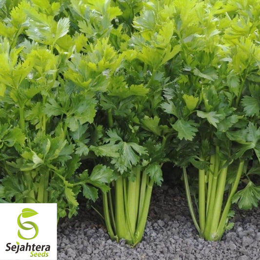 2000+ Celery Seeds - Tall Utah, Non-GMO & Crisp Heirloom Variety