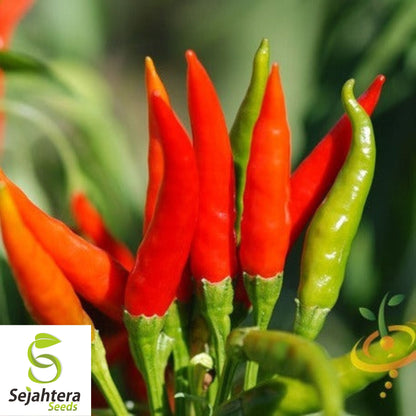 25 Tabasco Pepper Seeds - Non-GMO, Spicy & Versatile Variety