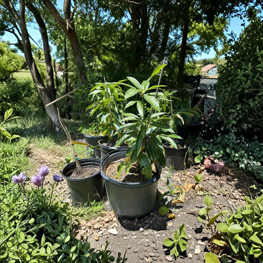 Alphonso Mango Tree – Mangifera indica Live Grafted Tree | 2–4 Feet Tall | Actual Photos  Premium Indian Variety | Early Bearing | Florida Grown
