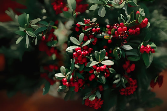 Diels Cotoneaster Diels Cotoneaster (Cotoneaster dielsianus clean seed)