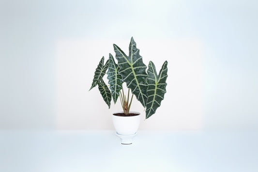 Alocasia Amazonica Polly Plant in 6" Pot | Rare Houseplant with Stunning Leaves | Alocasia Polly
