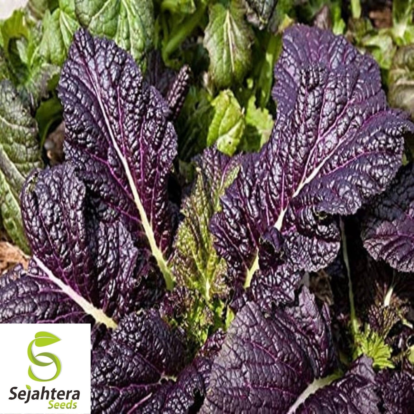 Osaka Purple Mustard Seeds 300+ | Asian Cuisine Heirloom NON-GMO USA