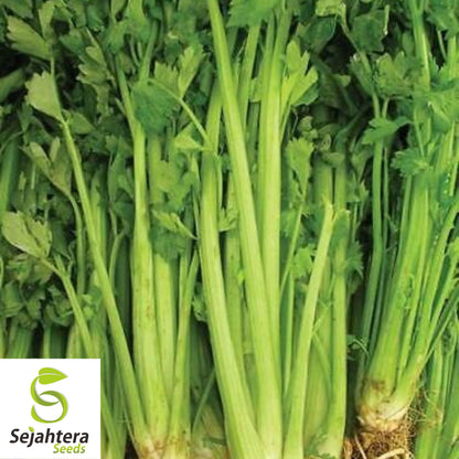 2000+ Celery Seeds - Tall Utah, Non-GMO & Crisp Heirloom Variety
