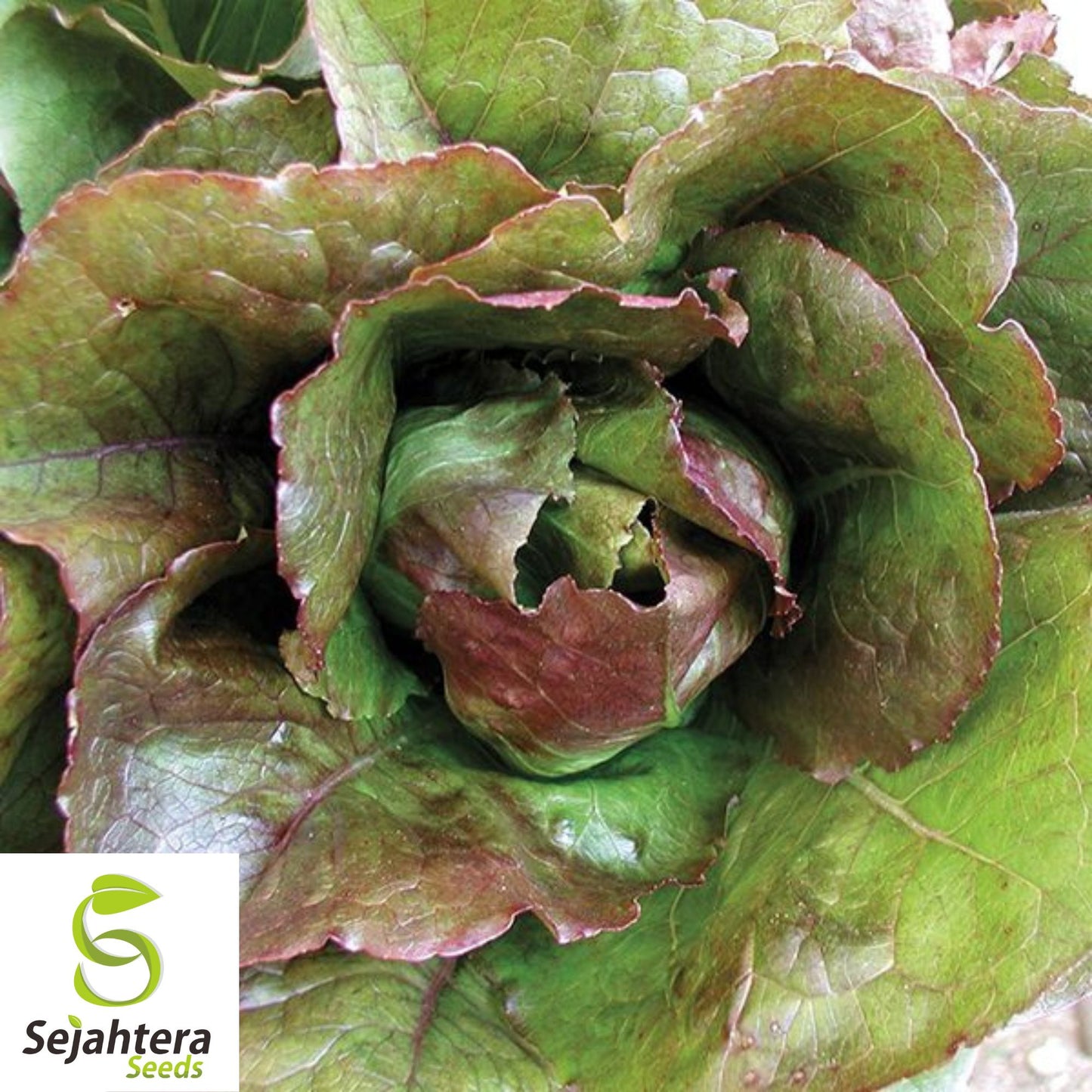 1000 Rouge d'Hiver Lettuce Seeds - Non-GMO, Heirloom & Cold Hardy