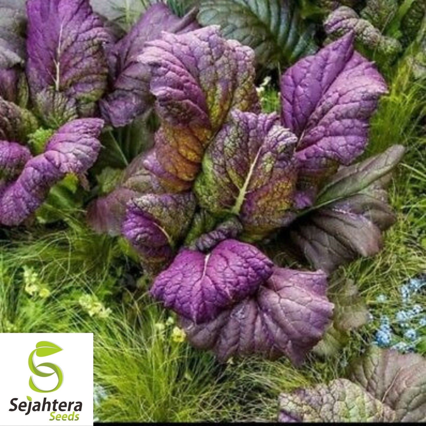 Osaka Purple Mustard Seeds 300+ | Asian Cuisine Heirloom NON-GMO USA