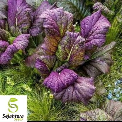 Osaka Purple Mustard Seeds 300+ | Asian Cuisine Heirloom NON-GMO USA