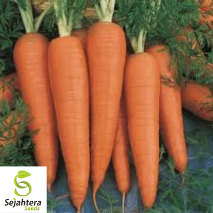 Danvers Carrot Seeds 1000+ | Vegetable Garden Heirloom NON-GMO USA