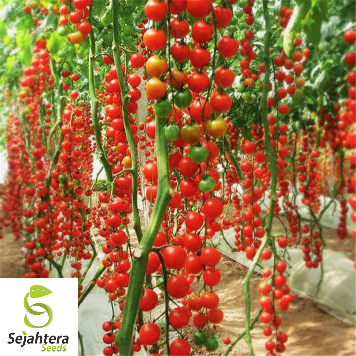 Waterfall Tomato Seeds - 100+ Organic Heirloom - Sweet & High Yield - Rare