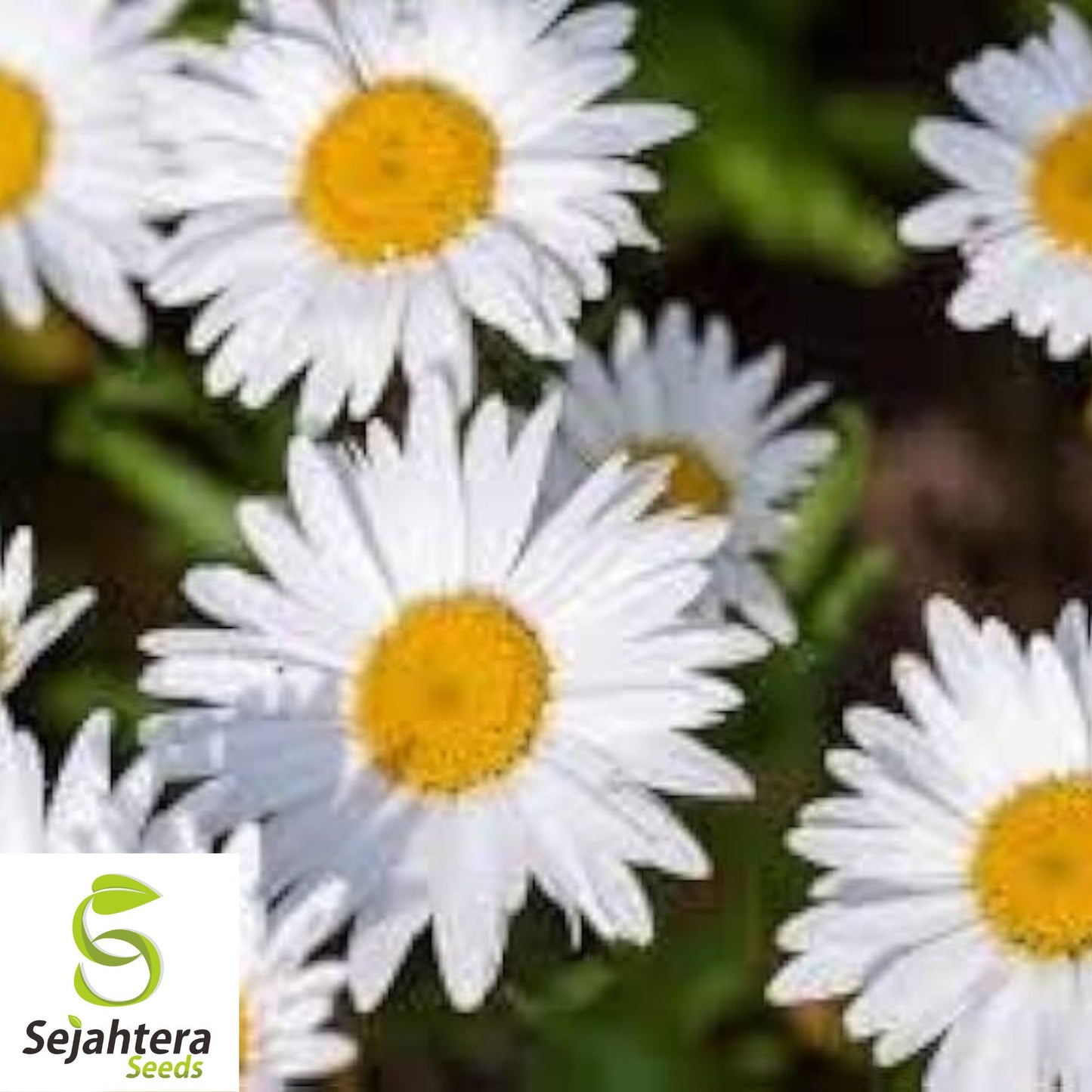 Shasta Daisy Seeds - 1000+ Heirloom - Perennial, Cut Flowers & Pollinator-Friendly