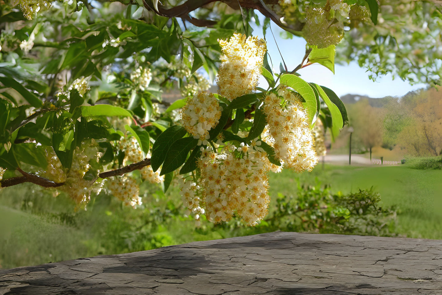Western Chokecherry (Prunus virginiana ssp. Demissa)