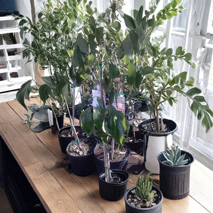 Sweetheart Lychee Tree – Litchi chinensis Live Air-Layered Tree | 2 Feet Tall | Includes 3 Gallon Nursery Pot  Premium Tropical Fruit Tree | Backyard Orchard Favorite | Grafted-Quality Air Layer