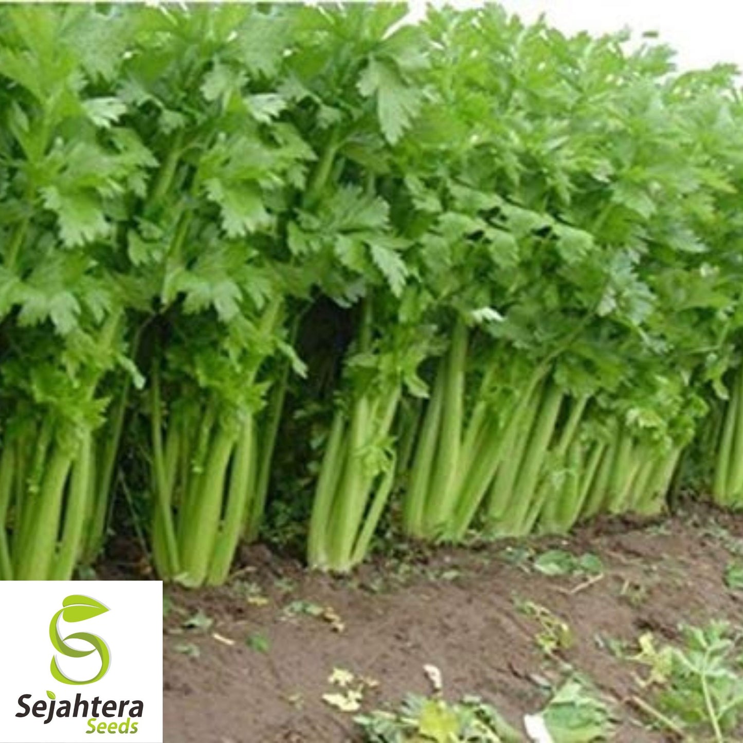 2000+ Celery Seeds - Tall Utah, Non-GMO & Crisp Heirloom Variety