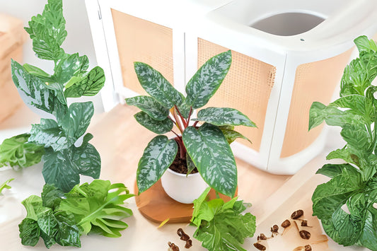 Apoballis acutissima 'Lavaille' Red Sword Plant in 6" Pot - Rare Houseplant with Silver Patterned Leaves & Burgundy Underside