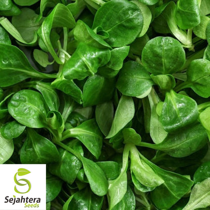 Dutch Corn Salad Seeds 500+ | Broad Leaved Mache Greens Vegetable Garden USA