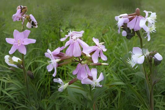 Bouncing Bet Bouncingbet Soapwort (Saponaria officinalis)