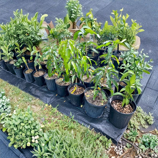 Honey Kiss Mango Tree – Mangifera indica Live Grafted Tree | 2–4 Feet Tall | Rare Compact Variety  Fast Fruiting | Ultra-Sweet Flavor | Perfect for Small Spaces