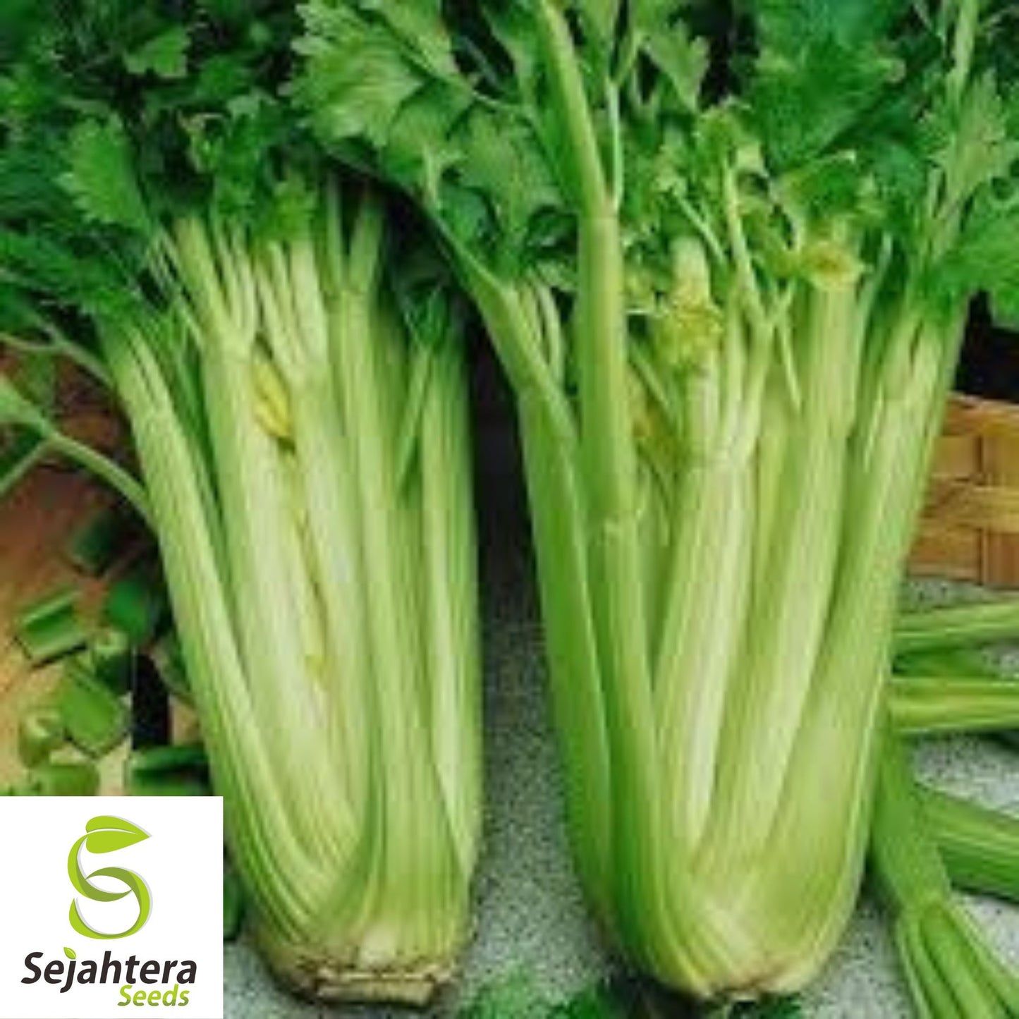 2000+ Celery Seeds - Tall Utah, Non-GMO & Crisp Heirloom Variety
