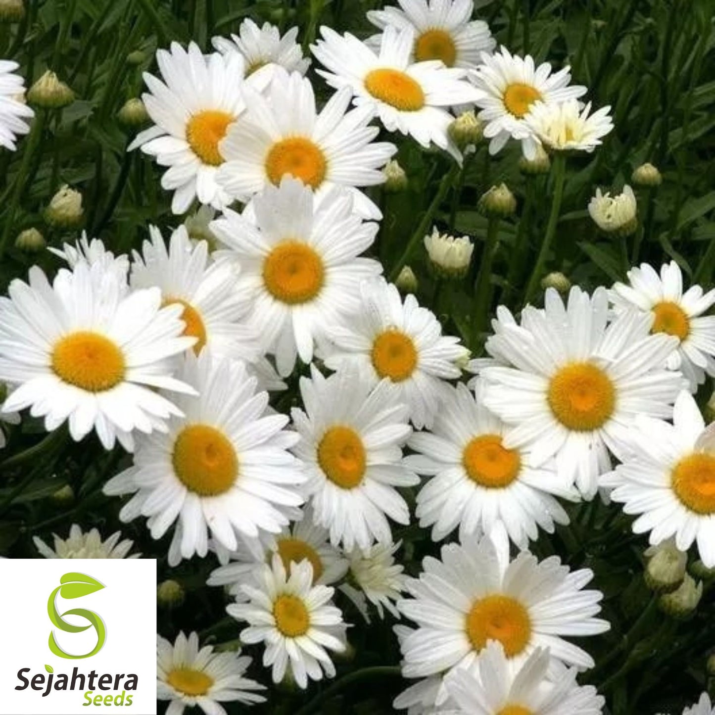 Shasta Daisy Seeds - 1000+ Heirloom - Perennial, Cut Flowers & Pollinator-Friendly