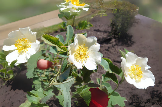 Laxa Rose (Rosa laxa)