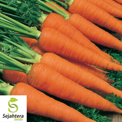 Danvers Carrot Seeds 1000+ | Vegetable Garden Heirloom NON-GMO USA