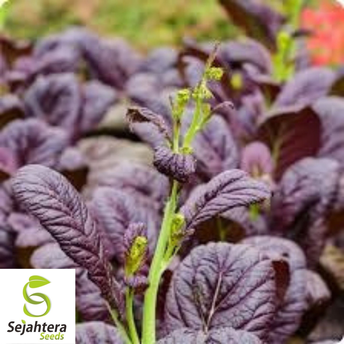 Osaka Purple Mustard Seeds 300+ | Asian Cuisine Heirloom NON-GMO USA