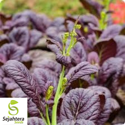 Osaka Purple Mustard Seeds 300+ | Asian Cuisine Heirloom NON-GMO USA