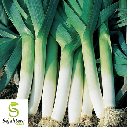 200 American Flag Leek Seeds - Non-GMO, Sweet & Hardy Variety