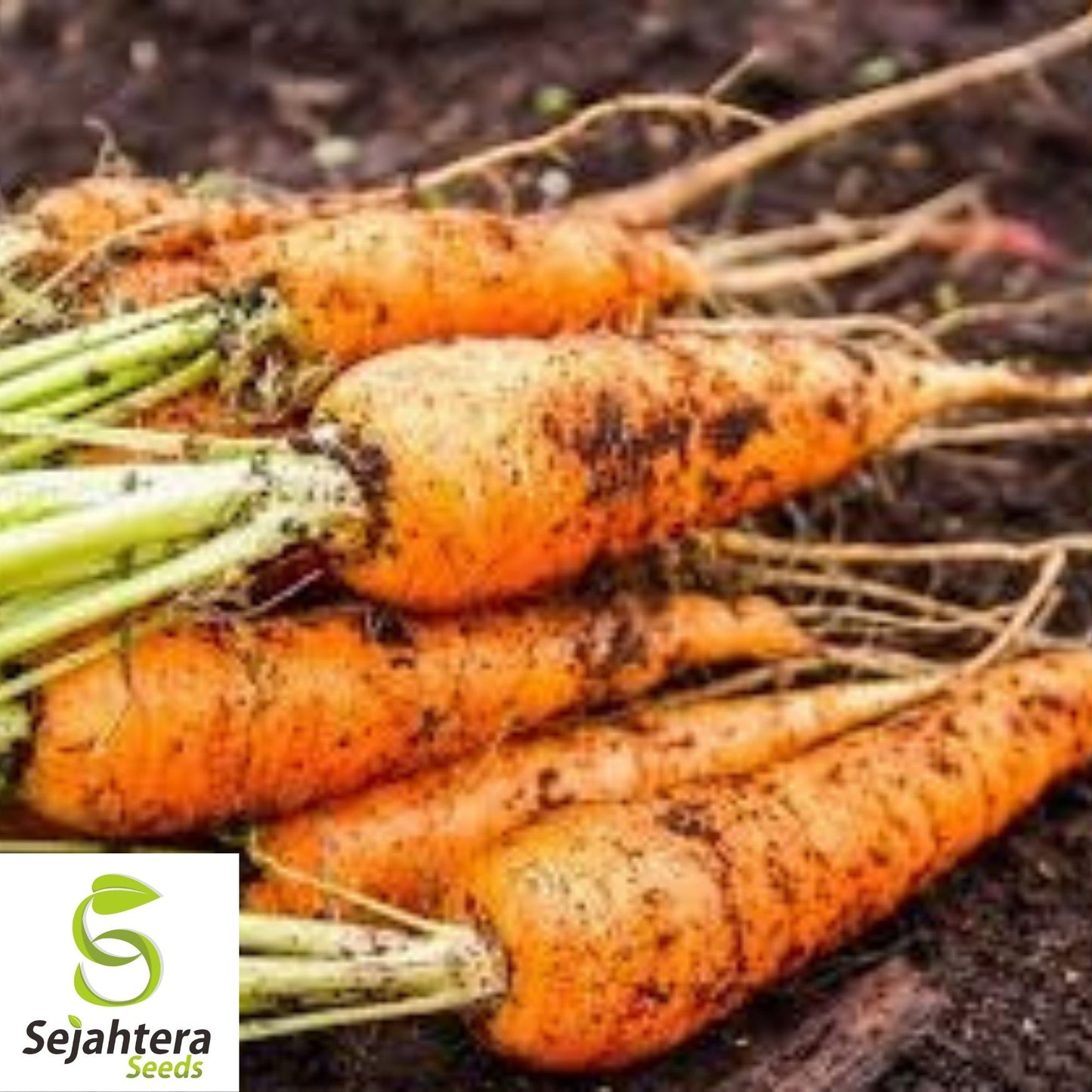 Danvers Carrot Seeds 1000+ | Vegetable Garden Heirloom NON-GMO USA