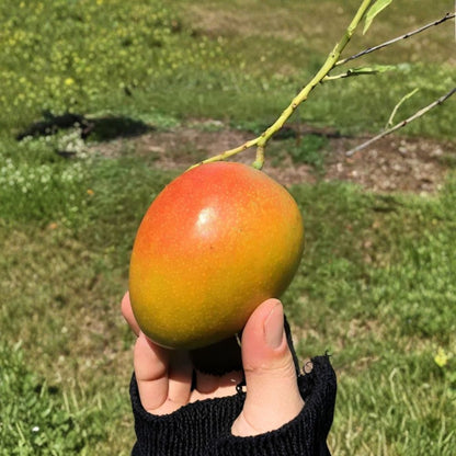 Honey Kiss Mango Tree – Mangifera indica Live Grafted Tree | 2–4 Feet Tall | Rare Compact Variety  Fast Fruiting | Ultra-Sweet Flavor | Perfect for Small Spaces