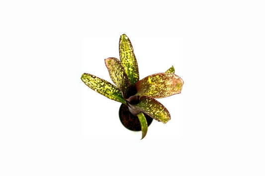 Billbergia Lots of Spots Hybrid Bromeliad Plant - Yellow Purple Novelties - Collector's Item - Disease-Free Plant