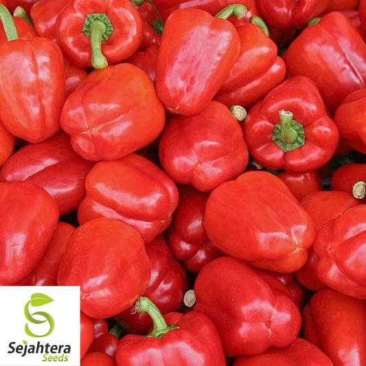 Big Red Sweet Pepper Seeds 25+ | Heirloom Capsicum annuum Vegetable USA