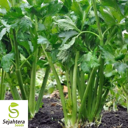 2000+ Celery Seeds - Tall Utah, Non-GMO & Crisp Heirloom Variety