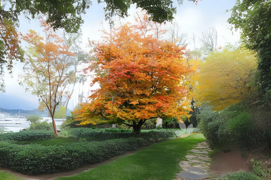 Persian Ironwood Persian Parrotia (Parrotia persica)