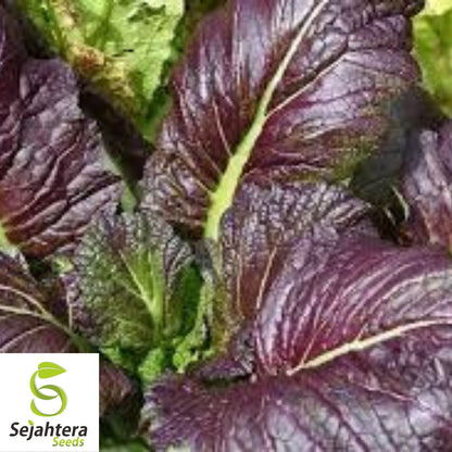 Osaka Purple Mustard Seeds 300+ | Asian Cuisine Heirloom NON-GMO USA