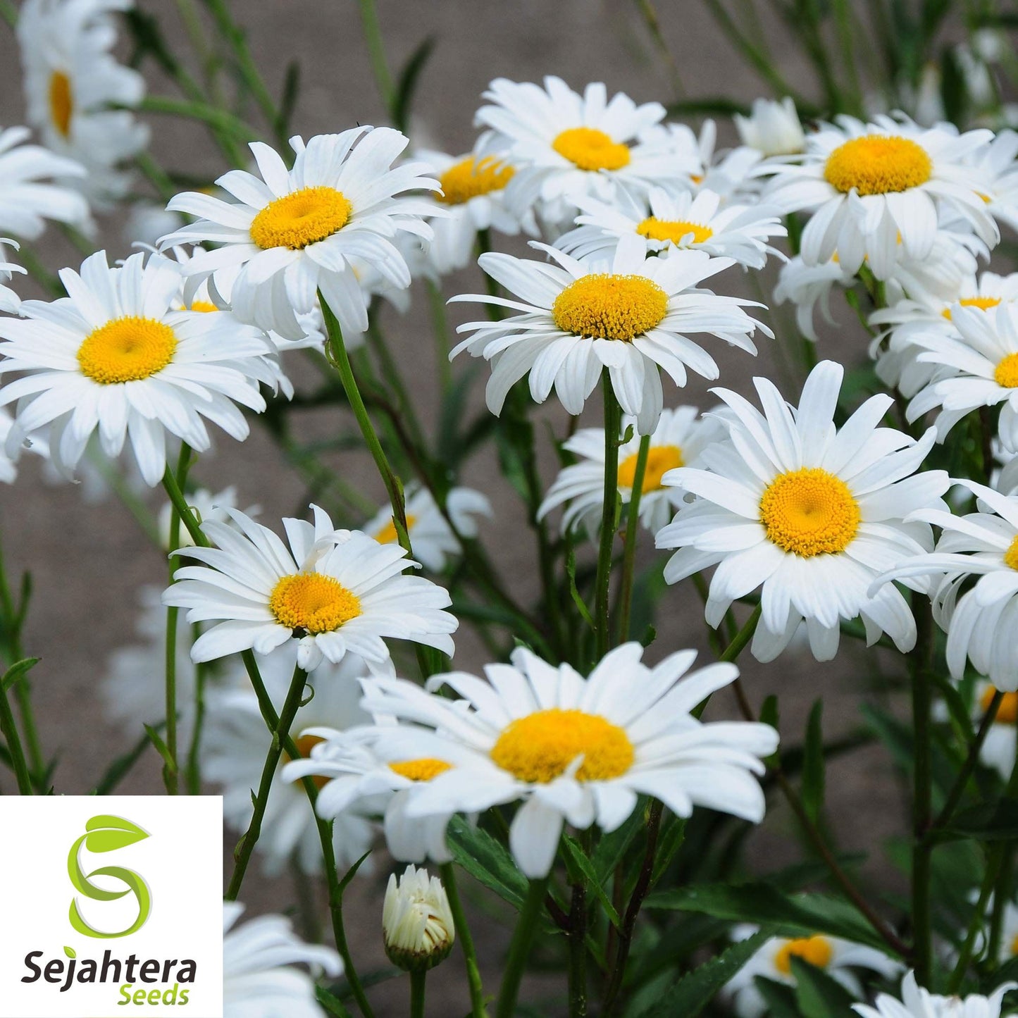 Shasta Daisy Seeds - 1000+ Heirloom - Perennial, Cut Flowers & Pollinator-Friendly