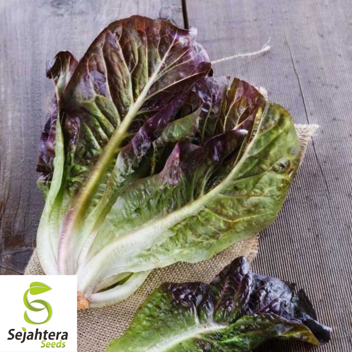 1000 Rouge d'Hiver Lettuce Seeds - Non-GMO, Heirloom & Cold Hardy