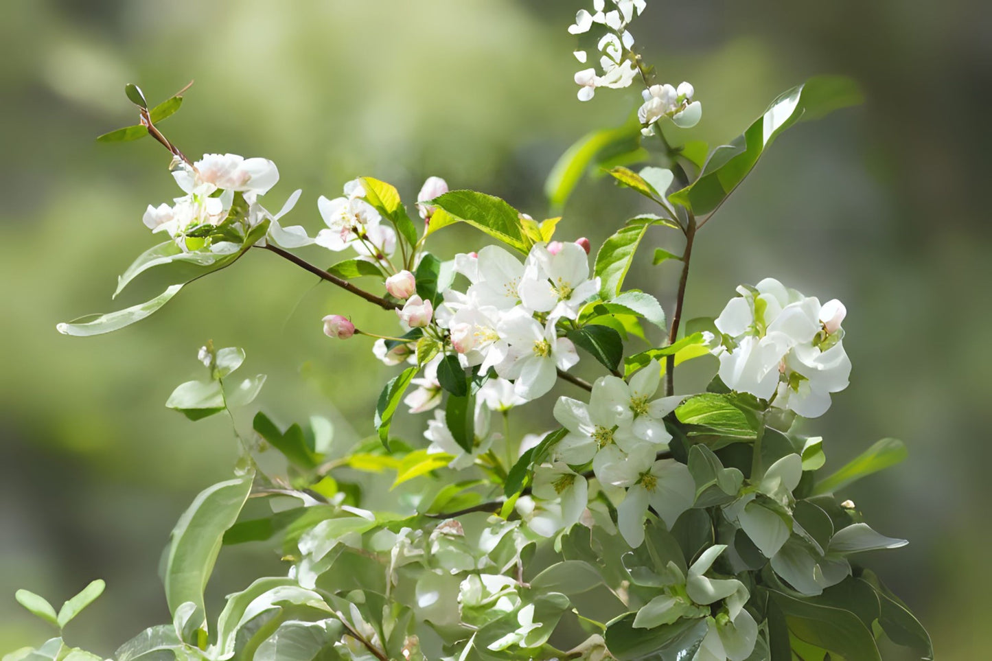 Sargents Apple Crabapple (Malus sargentii clean seed)