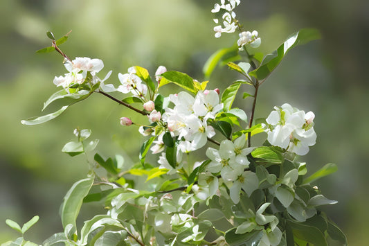 Sargents Apple Crabapple (Malus sargentii clean seed)