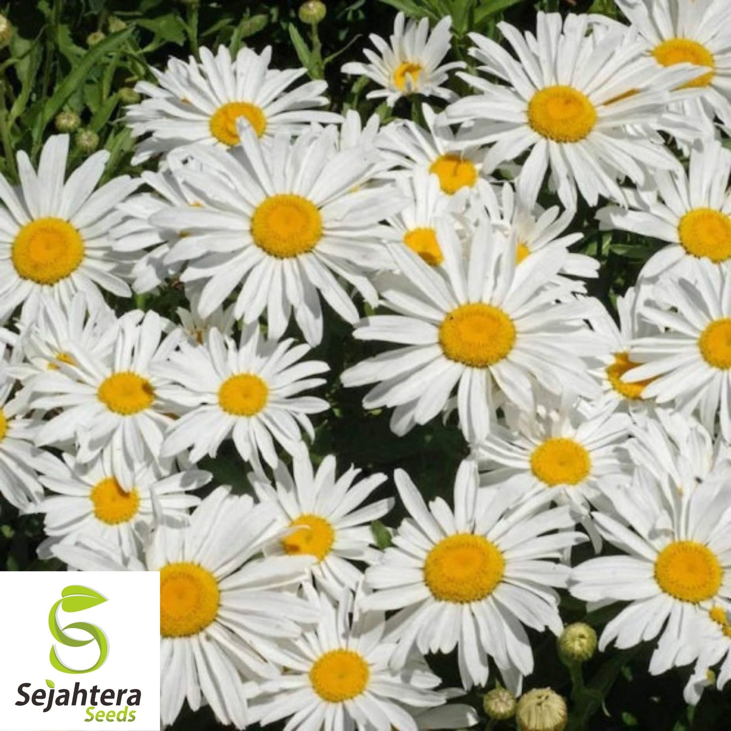 Shasta Daisy Seeds - 1000+ Heirloom - Perennial, Cut Flowers & Pollinator-Friendly