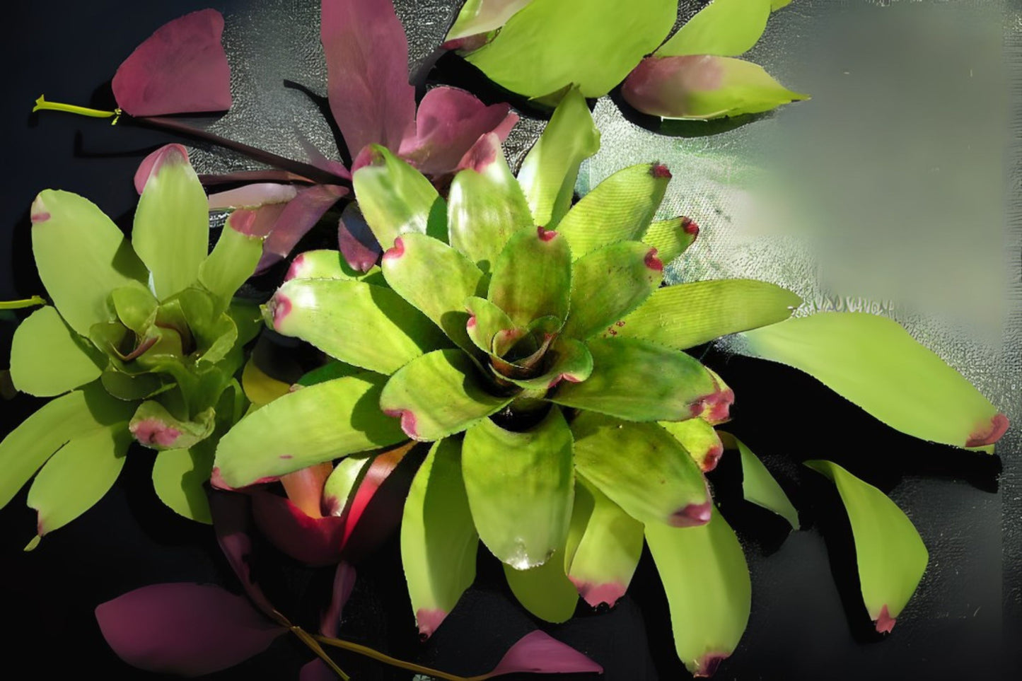 Neoregelia Plant in 6" Pot, Green Apples Variety, Tropical Bromeliad, Neoregelia 'Green Apples' - Healthy and Ready to Grow