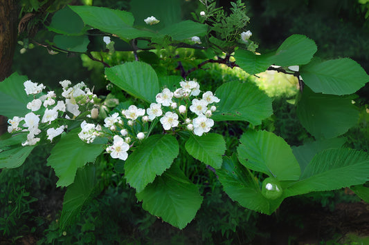 Fleshy Hawthorn (Crataegus succulenta)