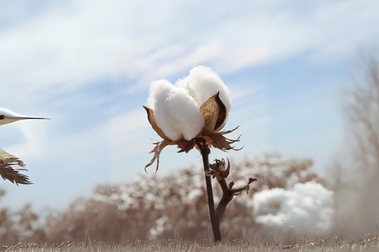 12 White Cotton Seeds - Easy to Grow Puerto Rico Variety - Gossypium hirsutum - Fresh Cotton Plant Seeds for Garden