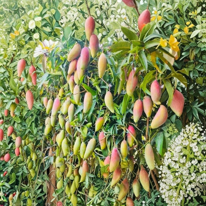 Red Ivory Mango Tree – Mangifera indica Grafted Live Tree | 2–4 Feet Tall | Actual Photos  Tropical Sweet Variety | Elegant Foliage | Ship to CA & PR